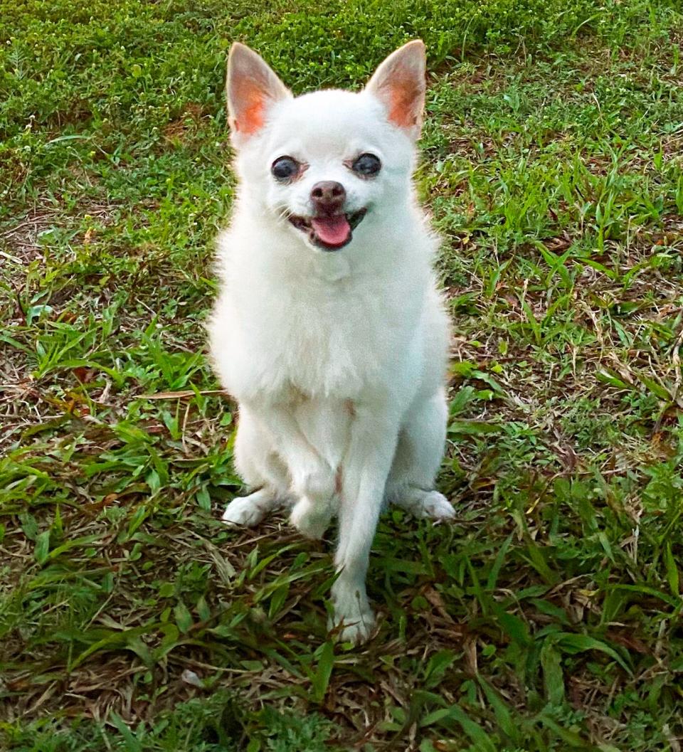 Cutest Rescue Dogs