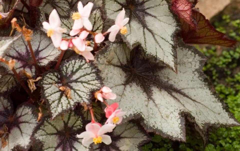 Begonia 'Benitochiba' - Organica/Alamy Stock Photo