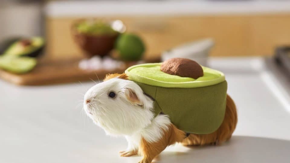 Avocado Guinea Pig Costume