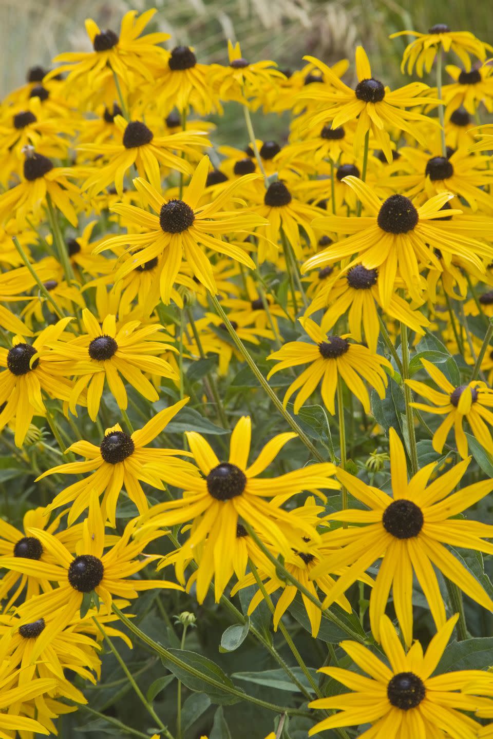 summer flowers, close up of black eyed susans