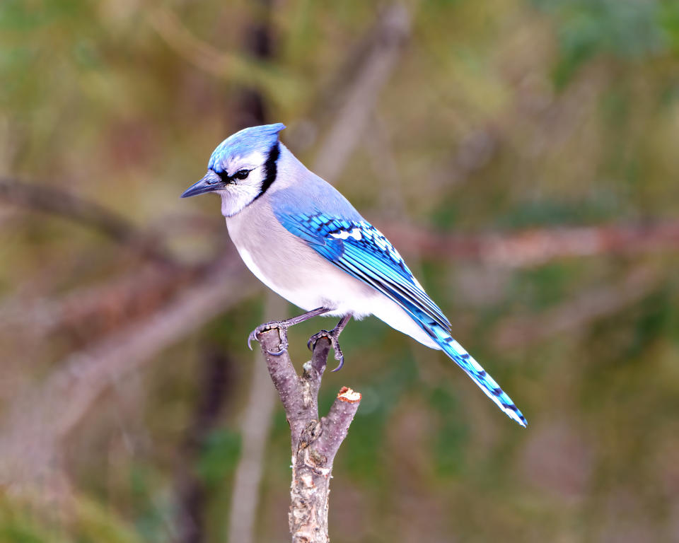 A blue jay perched on a tree branch