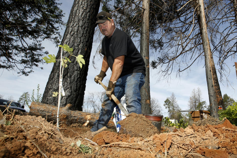 In this Thursday, Oct. 24, 2019, photo, Bill Husa plants a new tree to replace trees lost in last year's Camp Fire that destroyed his home in Paradise, Calif. Husa's home is one of nearly 9,000 Paradise homes destroyed in the deadliest and most destructive wildfire in California history. (AP Photo/Rich Pedroncelli)