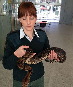 Boa constrictor seized in bust