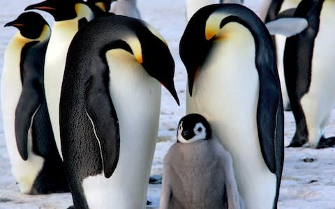 Emperor penguins, Antarctica - Credit: iStock