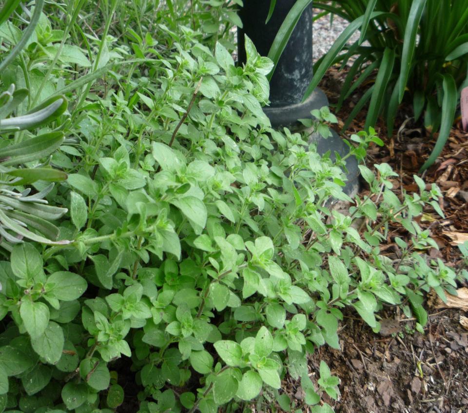 Some perennials, such oregano, die down to the ground and come back the following spring.