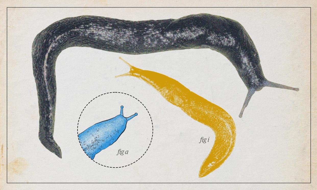 <span>The ash-black slug can grow up to 30cm and is Britain’s biggest slug.</span><span>Composite: Guardian Design/Alamy / Shutterstock</span>