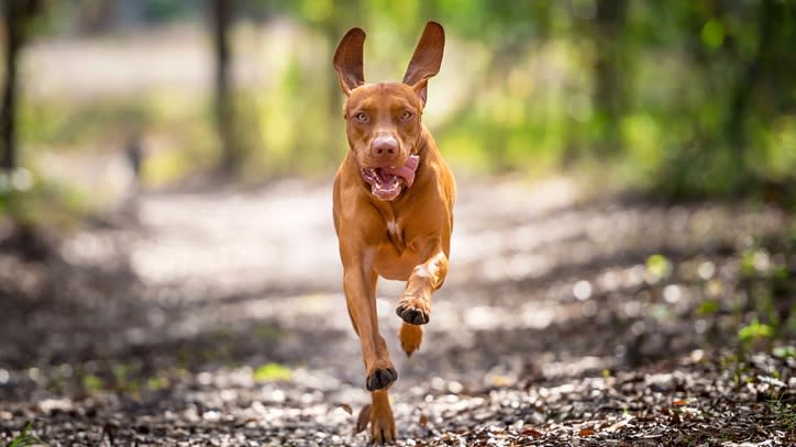 32 of the best outdoor dog breeds