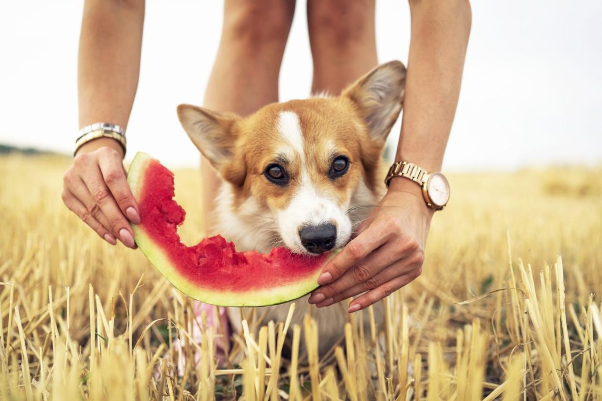 Corgi nibbles on watermelon in prairie, watermelon is held by human