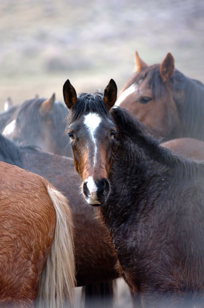 black rock, nv january 23 captured wild mustangs wait to be trucked to fallon, nevada, for veterinary care after that they will be offered for private adoption or transferred to pastures in the midwest on january 23, 2003 in black rock, nevada photo paul harrisgetty images