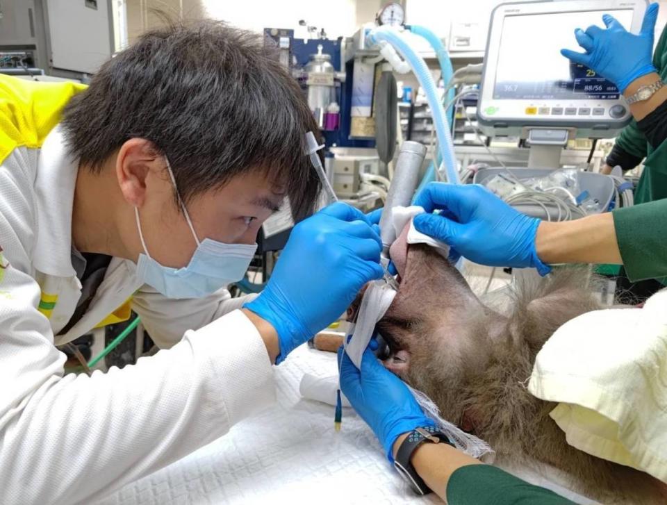 ▲高雄中興梅西動物醫院與壽山動物園獸醫師協力為狒狒牙齒進行根管治療。（記者王苡蘋翻攝）