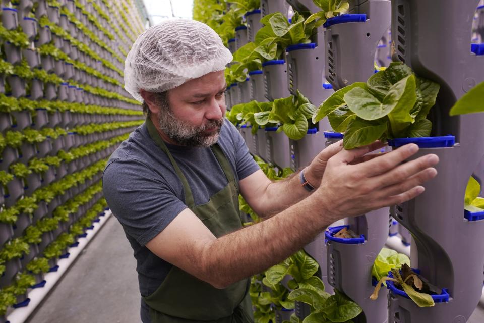 Aaron Fields looks at produce growing in vertical farm green house he manages at Eden Green Technology in Cleburne, Texas, Aug. 29, 2023. Indoor farming brings growing inside in what experts sometimes call “controlled environment agriculture.” There are different methods; vertical farming involves stacking produce from floor to ceiling, often under artificial lights and with the plants growing in nutrient-enriched water. (AP Photo/LM Otero)