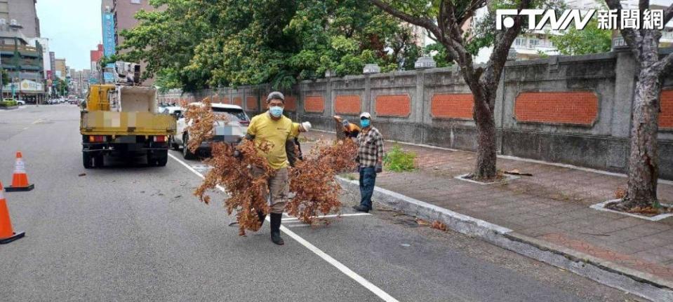 新竹市傳出路樹倒塌事件，位於新竹女中後門民族路、芙洛麗大飯店對面人行道有3棵路樹倒榻，市府緊急派員移除。（圖／新竹市府提供）