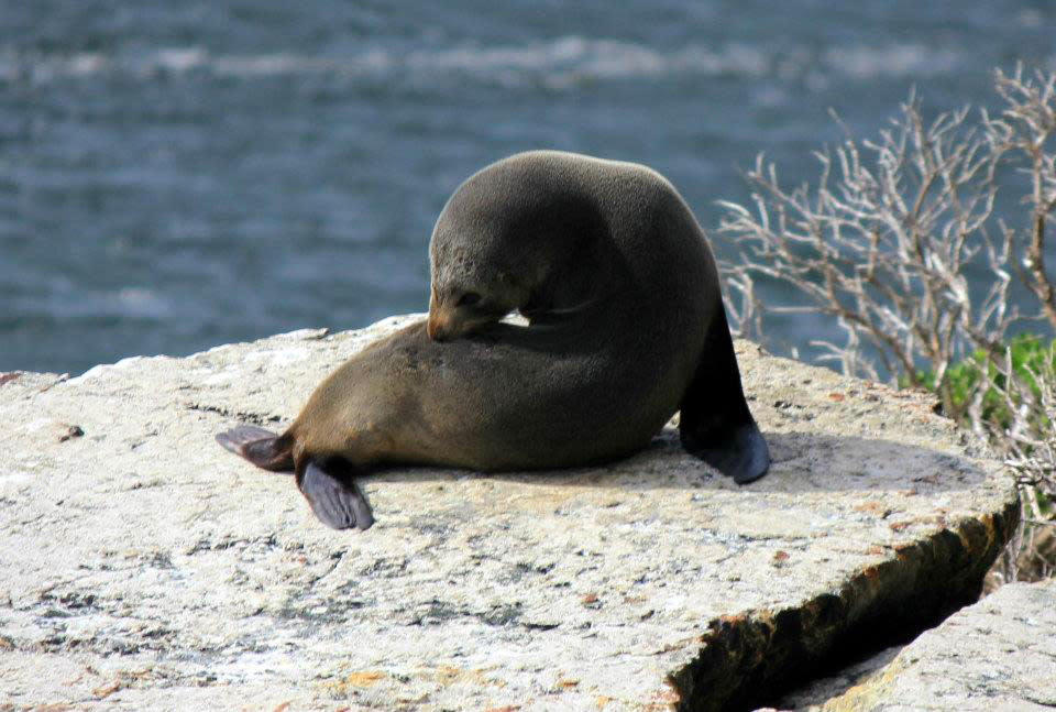 14. From Dunedin, opt for wildlife tours where one gets to see rare yellow eyed penguins, sea lions, and fur seals on a one day excursion trips.