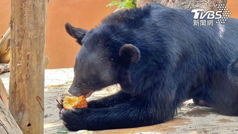 可愛動物享用當季鳳梨好滋味(高市觀光局提供)