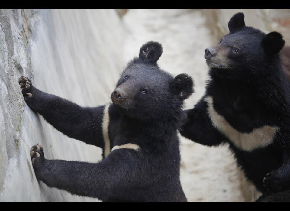 QUANZHOU, CHINA - FEBRUARY 24:  (CHINA OUT) Bears stand by a wall at a bear farm of Guizhentang Pharmaceutical Co Ltd on February 24, 2012 in Quanzhou, Fujian Province of China. The Guizhentang Pharmaceutical Co Ltd, which makes medicine using bile extracted from live bears, opened one of its bear farms to the media on Wednesday, to quell growing criticism.  (Photo by ChinaFotoPress/ChinaFotoPress via Getty Images)