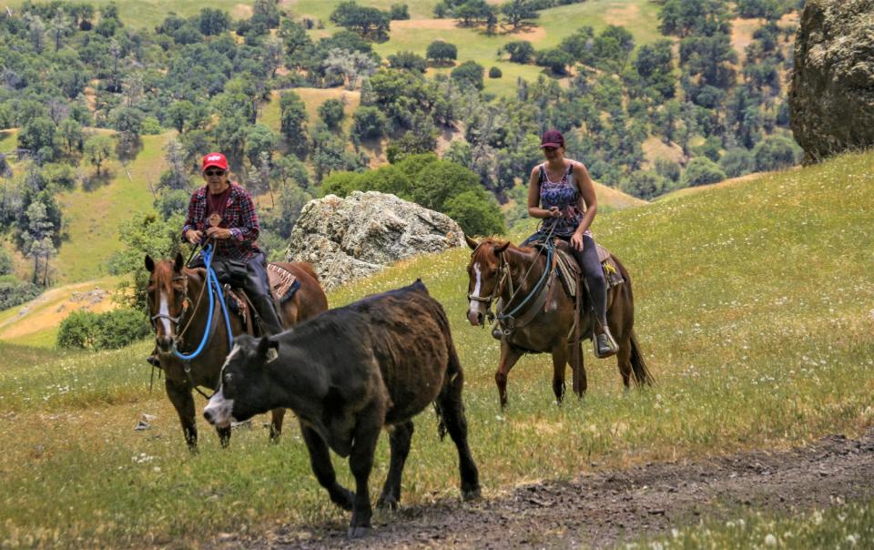 V6 Cattle Drive riders round up a stray cow to bring it into the herd of cattle.