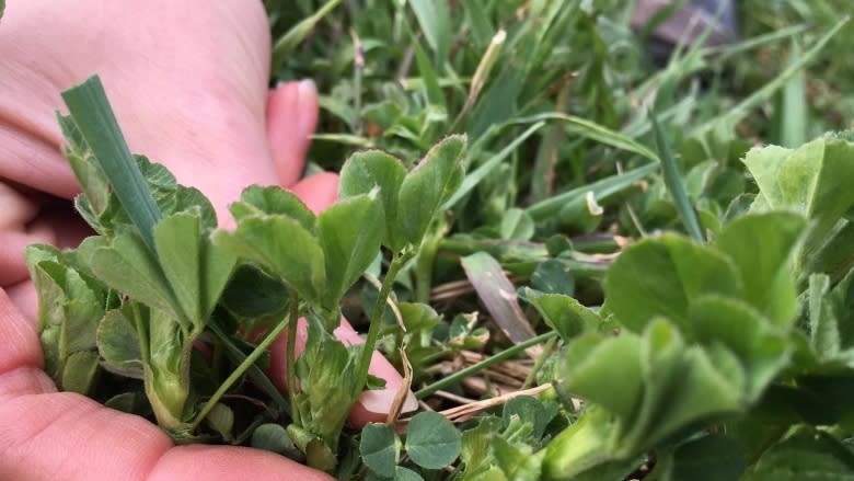 Genetically modified alfalfa coming to Eastern Canada concerns farmers