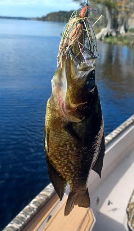 When the winds started howling, Capt. Billy Pettigrew headed west and found a nice hide-away in Lake Disston over in the Pierson-Seville area. He was fishing for bass, with his favored bass lure, but ended up with a big speck in his boat.