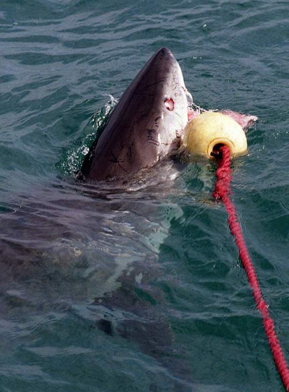 A great white shark is seen attacking a bait off Gansbaai, about 165 km from Cape Town, on September 16, 1998. Great white sharks, the world's largest predatory fish, eat three to four times more food than previously thought, an Australian study shows