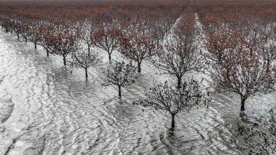 A flooded pistachio grove at the edge of Tulare Lake.