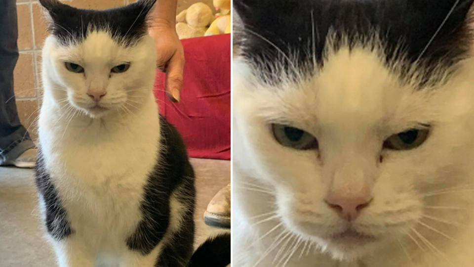 Perdita, the 'world's worst cat', is being advertised by a North Carolina animal shelter.