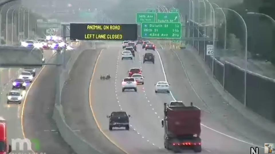 Truck Drives Right Over A Huddle Of Ducks