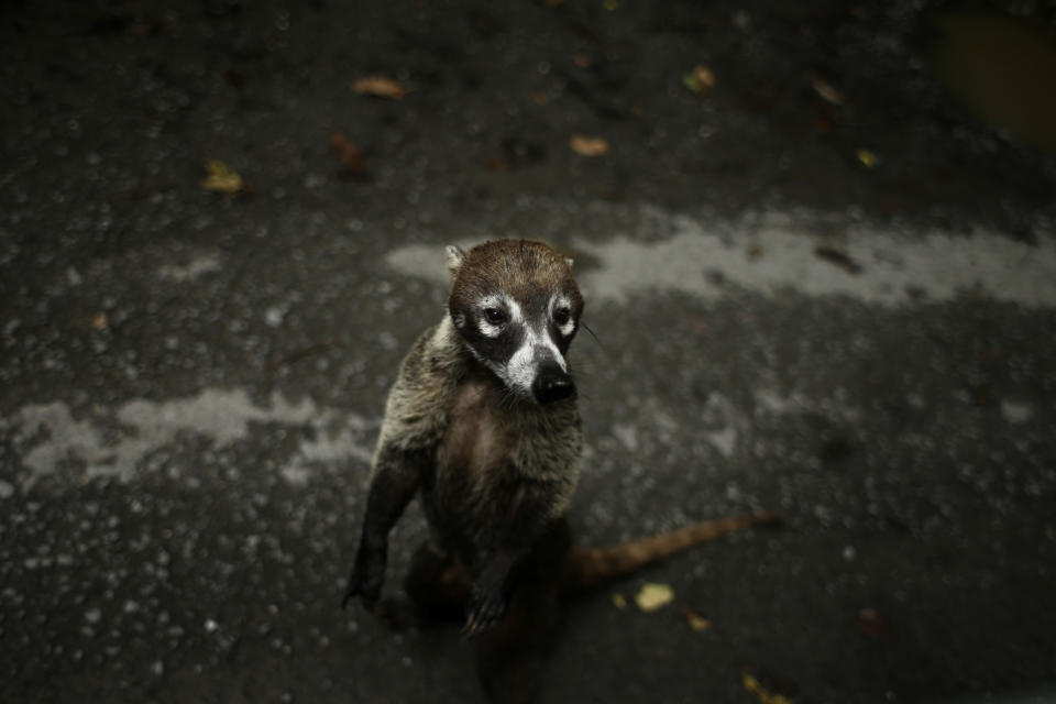 A Coati, a diurnal mammal native to South America, Central America, Mexico, and the southwestern United States, stands on the side of a road after biologist Claudio Monteza installed a set of camera traps in the dense tropical rainforest in San Lorenzo, Panama, Tuesday, April 6, 2021. Monteza has shifted his research to accommodate the COVID-19 pandemic restrictions and has been taking his doctoral classes virtually. (AP Photo/Arnulfo Franco)