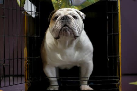 Lanny, an English Bulldog from Syracuse, New York, stands in his crate before being judged at the 2016 Westminster Kennel Club Dog Show. REUTERS/Mike Segar