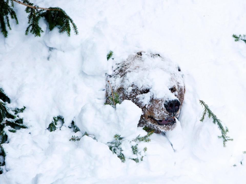 brown bear pushes face through snowy bank