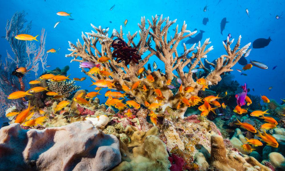 Coral at Osprey Reef in the Coral Sea