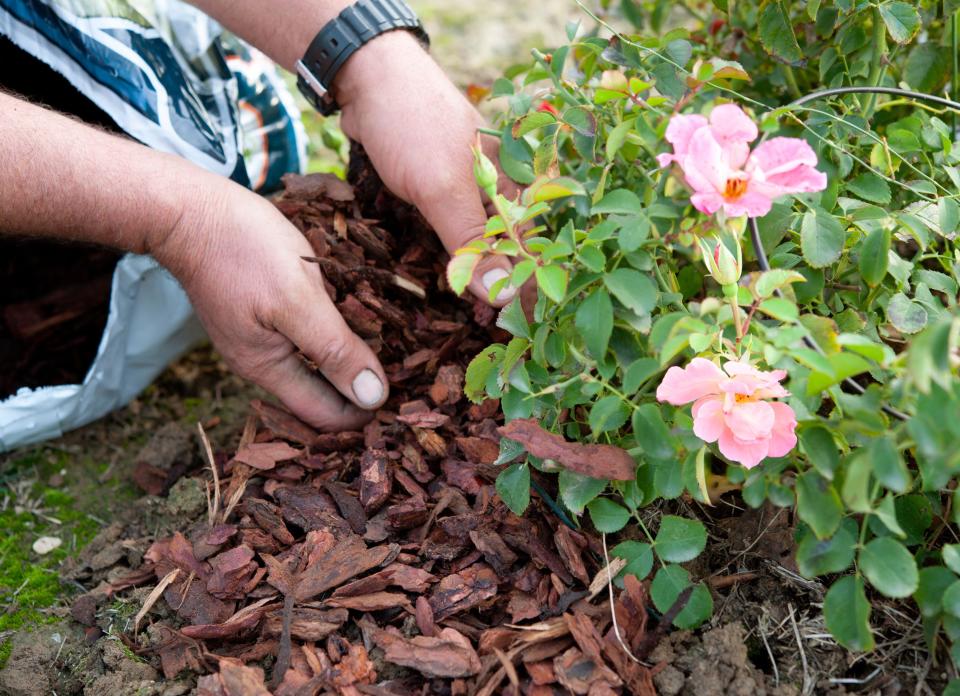 3. Mulch your borders