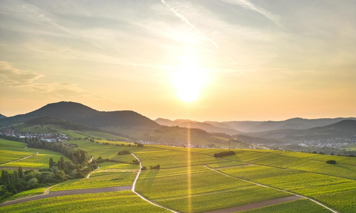 <span>Tasting notes: on the German Wine Route in Rhineland-Palatinate.</span><span>Photograph: Dominik Ketz</span>