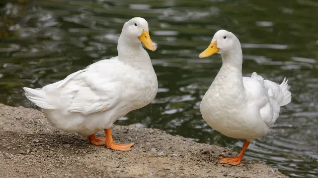 A woman was fined $2,500 for abandoning pet ducks at Bukit Timah Nature Reserve because she thought they were bad luck. (Photo: Getty Images)