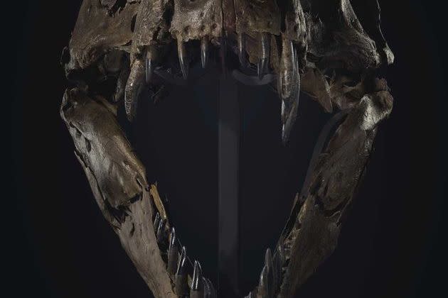 <p>Le squelette de Stan le T-Rex, vieux de 67 millions d'années, est à vendre à New York par la maison Christie's et pourrait partir à plus de 6 millions de dollars.</p>