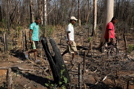 Nestor Ramakarison leads a team of forest rangers through burned trees at the Kirindy forest reserve near the city of Morondava