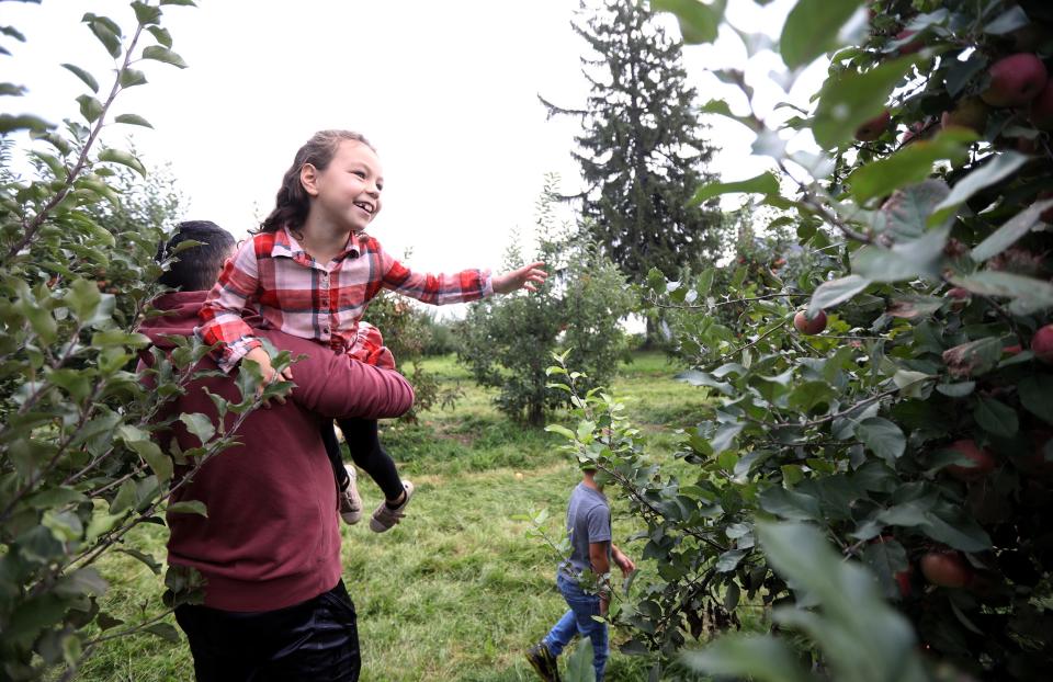 Emma Roe, 6, of Gates gets a lift from her dad, Alvin, to pick an apple near the top at Robb Farms in Spencerport.