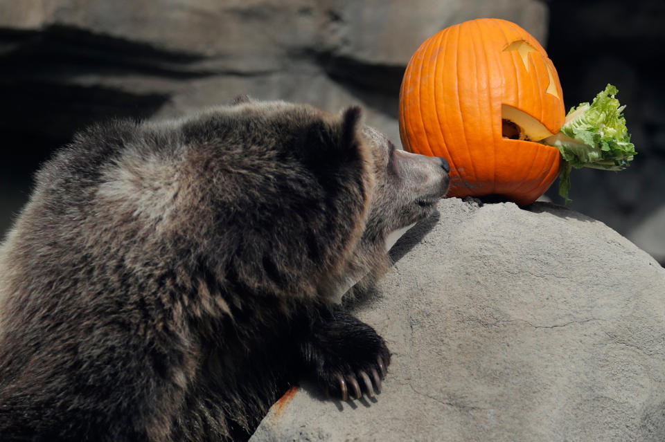 <p>Auch Zootiere durften sich an Halloween über besondere Snacks freuen. Dieser Bär im Tierpark von St. Louis im US-Bundesstaat Missouri bekam einen Kürbis serviert. (Bild: AP Photo) </p>