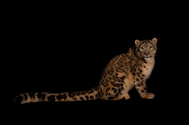 Rilu, an 11-year-old snow leopard, has died after contracting COVID-19 at the Miller Park Zoo in Bloomington, Illinois. Rilu was one of five big cats to test positive for the virus at the zoo last month. (Photo: Joel Sartore)