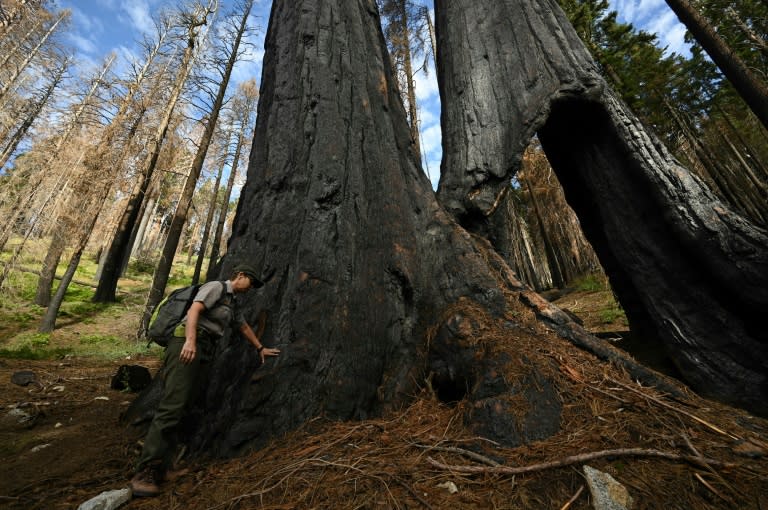 L'écologue Christy Brigham examine la base du tronc brûlée d'un séquoia géant encore vivant, dans la Redwood Mountain Grove du parc national de Kings Canyon, le 24 août 2023 en Californie (AFP - Robyn Beck)