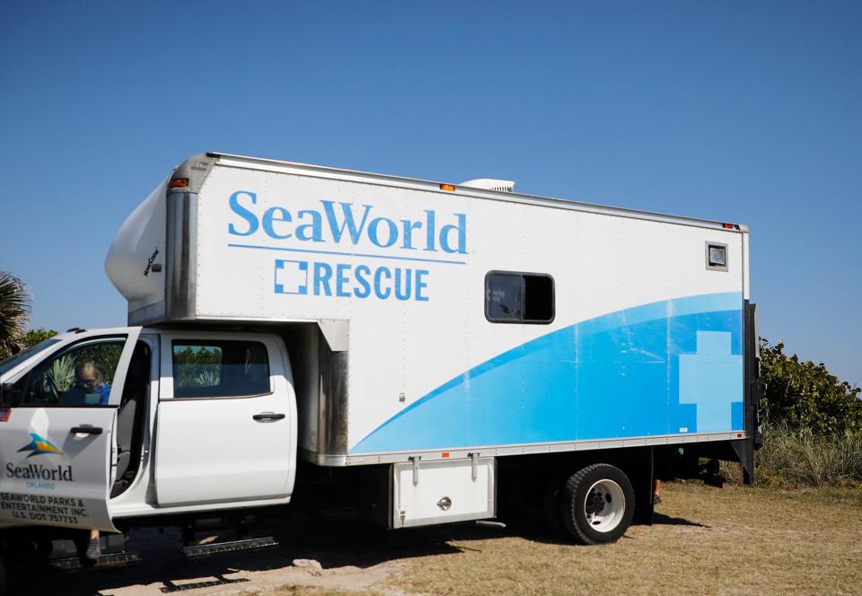 Nicholas Ricci has been with SeaWorld for just over 20 years, with 18 of those years focused on rehabilitating rescued animals. He and four other members of the SeaWorld Orlando rescue team transported the sea turtles in a small truck. “Once the (sea turtles) get off into the surf, they are pretty much going to be swimming in the ocean and can go any place they want to go,” Ricci said.