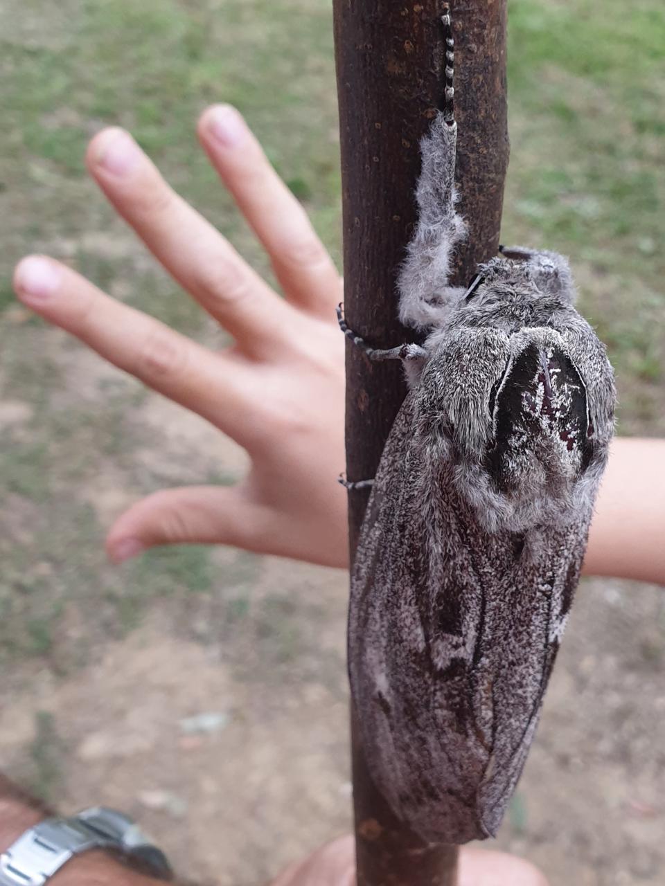 Diese Riesenmotte ist größer als die Hand des Jungen (Bild: Amateur Entomology Australia/Pam Taylor/Facebook)