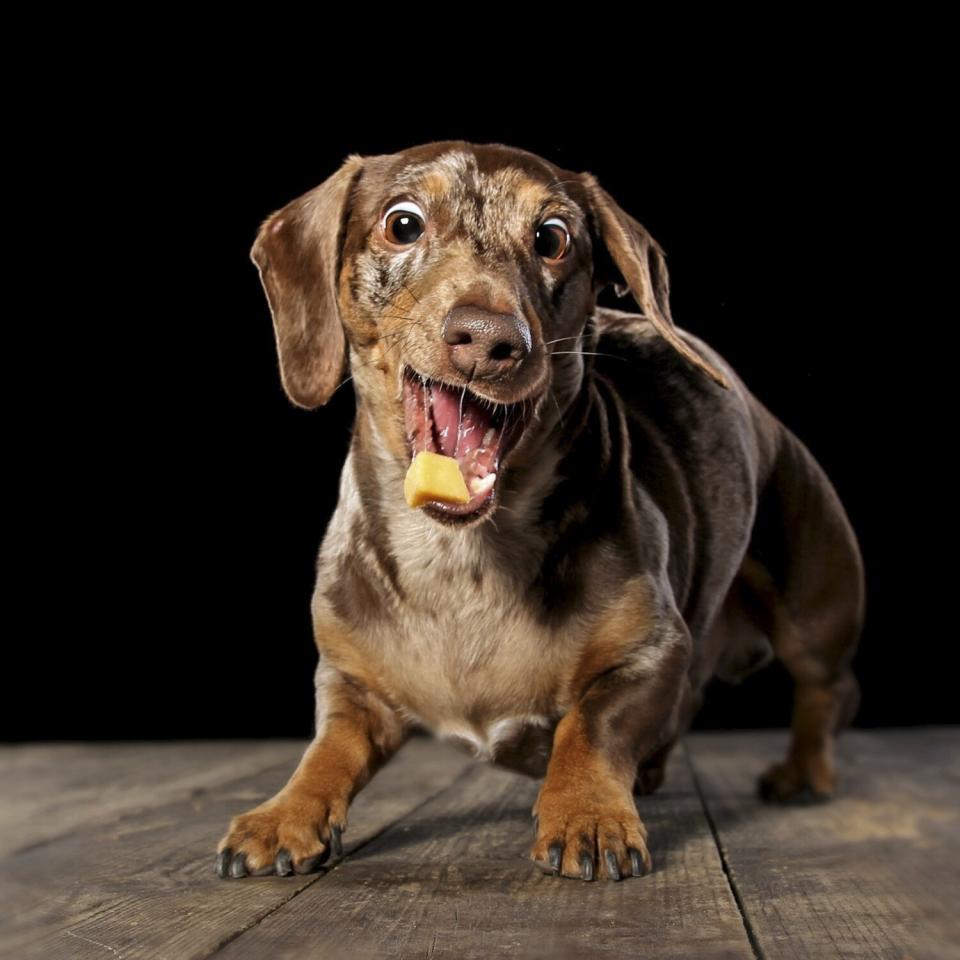 Dogs Catching Cheese