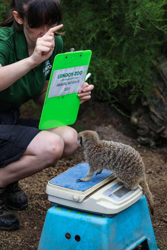 Erdmännchen auf der Waage, Tiger am Maßband: Inventur im Londoner Zoo