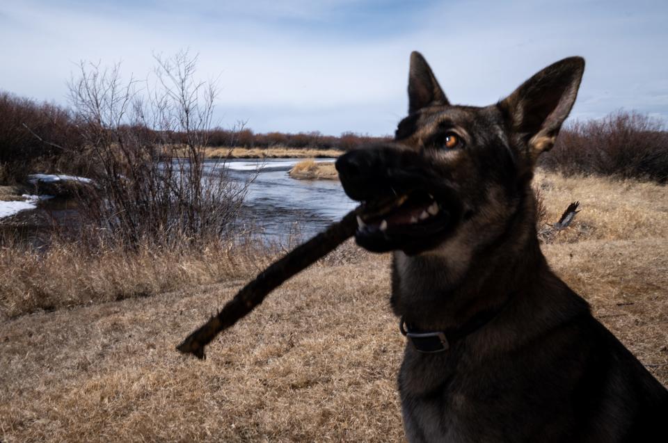 Maia, Hagenstein's dog, plays on the New Fork River outside her home in Pinedale, Wyoming, on March 25, 2022.