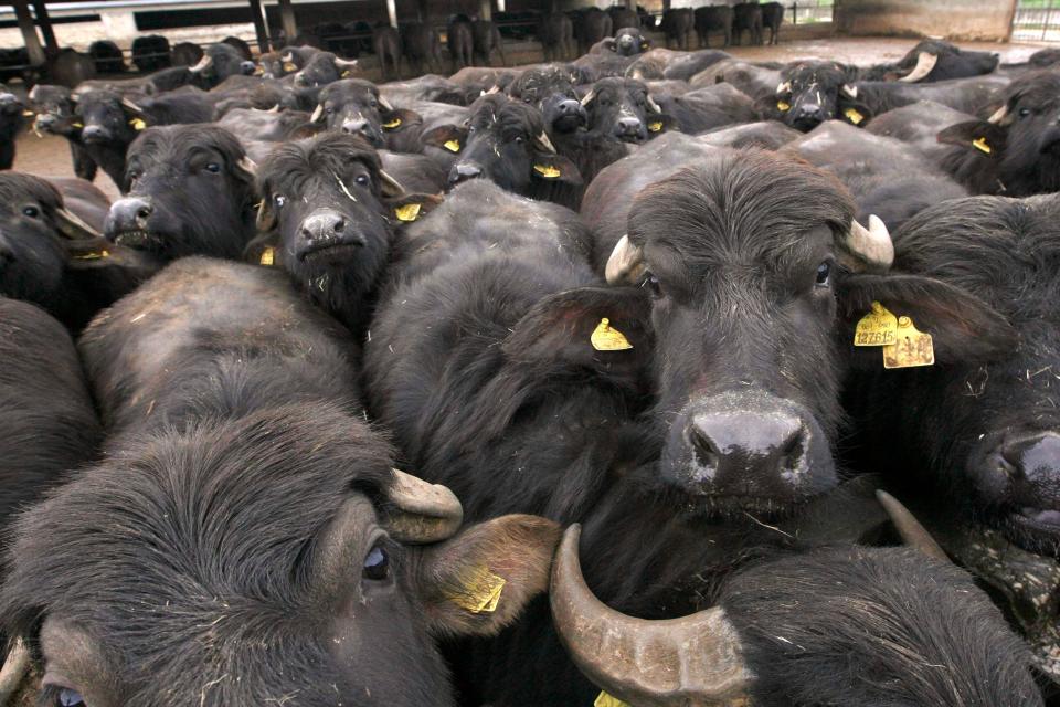 The Jump family sold their buffalos’ milk for soap production (File photo) (REUTERS)