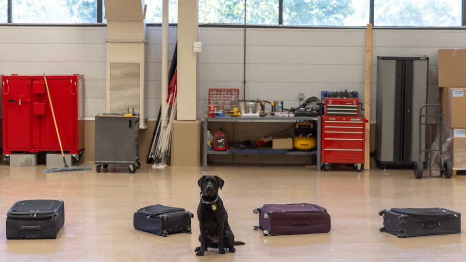 Maggie, a dog trained in explosives and accelerant detection, provides a demonstration of her newly-certified skills following the graduation ceremony. Having determined which suitcase contained a substance that it shouldn’t, Tara sat in front of the case and awaited her reward from her handler. - Tristen Rouse/CNN