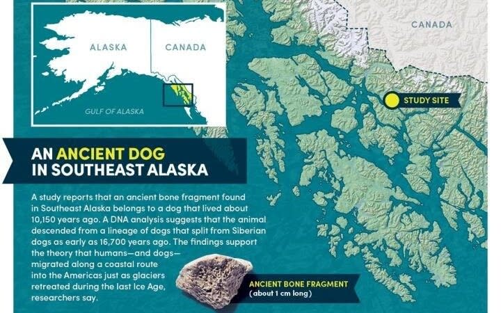 Scientists say the findings supports the theory that humans arrived in North America from Siberia - University at Buffalo / SWNS 