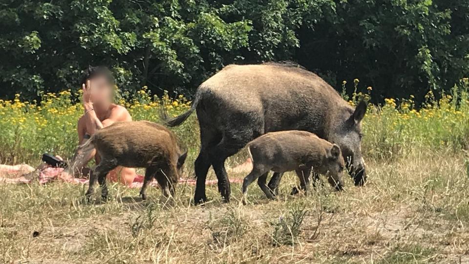 Ein Wildschwein mit seinem Nachwuchs läuft über die Badewiese am Teufelssee im Berliner Grunewald.