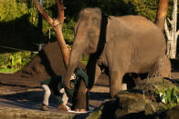 SYDNEY, AUSTRALIA - JUNE 27: 'Pak Boon' the female elephant makes a paint print on a canvas at Taronga Zoo on June 27, 2012 in Sydney, Australia. Taronga and Western Plains Zoo today pledged a a new elephant conservation project in Thailand and animals at Taronga made their pledge by dipping their feet and hands in paint and smudging them on canvas. (Photo by Cameron Spencer/Getty Images)