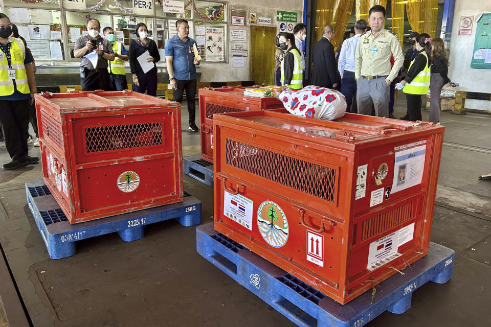 Officials prepare crates containing orangutans to be repatriated to Indonesia, at Suvarnabhumi International Airport in Bangkok, Thailand, Thursday, Dec. 21, 2023. Three trafficked Sumatran orangutans were sent back from Thailand to Indonesia on Thursday as part of a joint effort between the countries to tackle the illegal wildlife trade. (AP Photo/Jintamas Saksornchai)